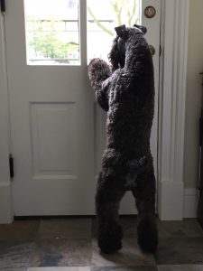 Maestro TLH Mascot